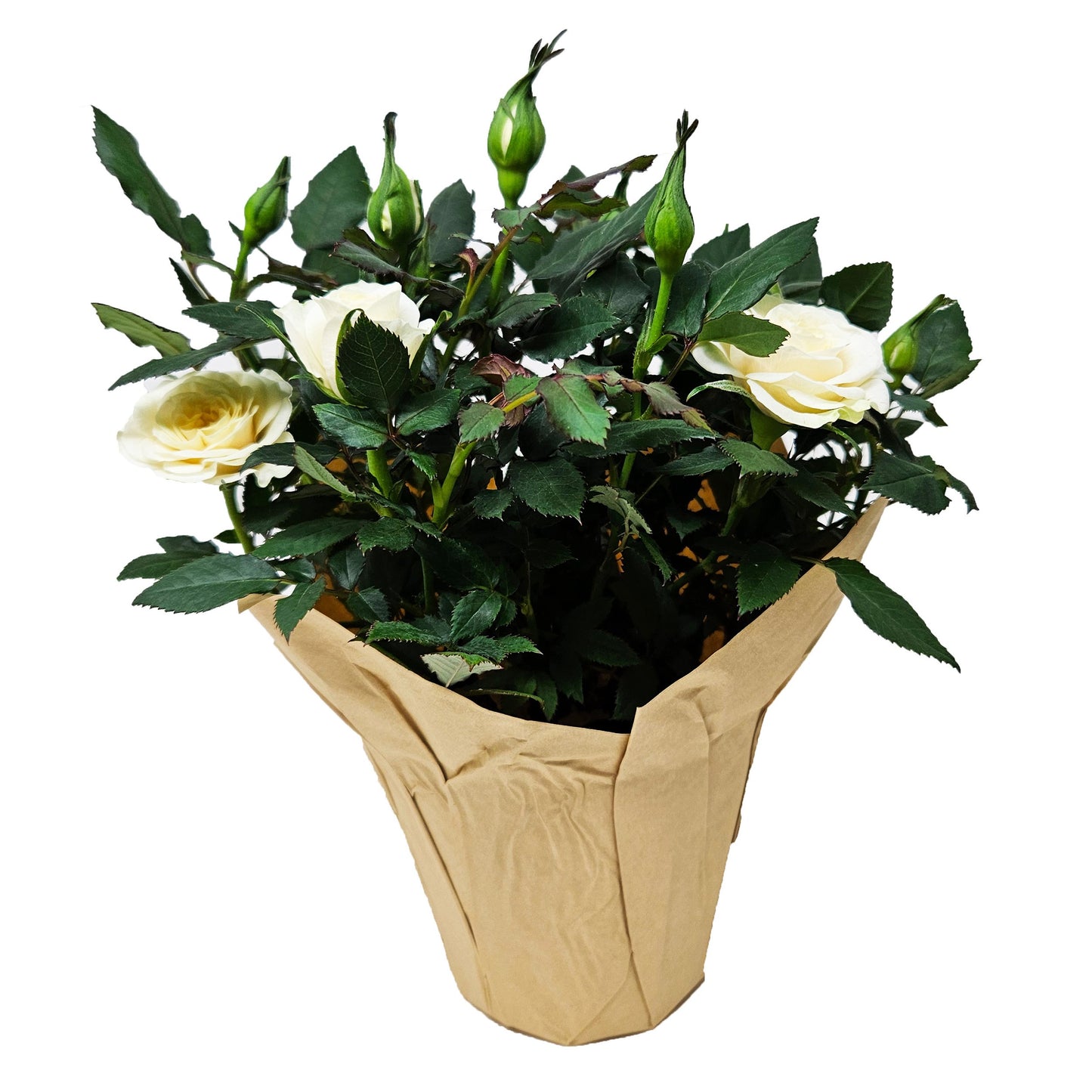 BLOOMS by H-E-B Potted Mini Roses Flowering Plant