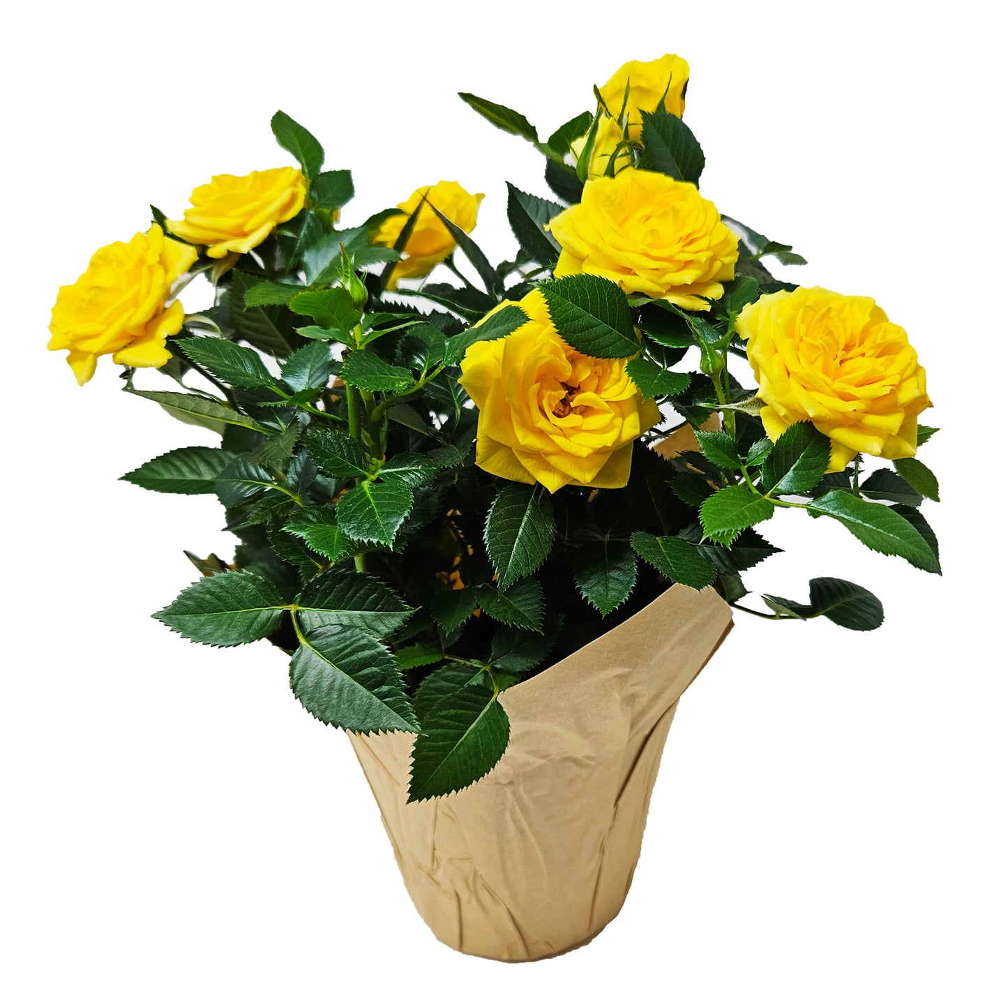 BLOOMS by H-E-B Potted Mini Roses Flowering Plant