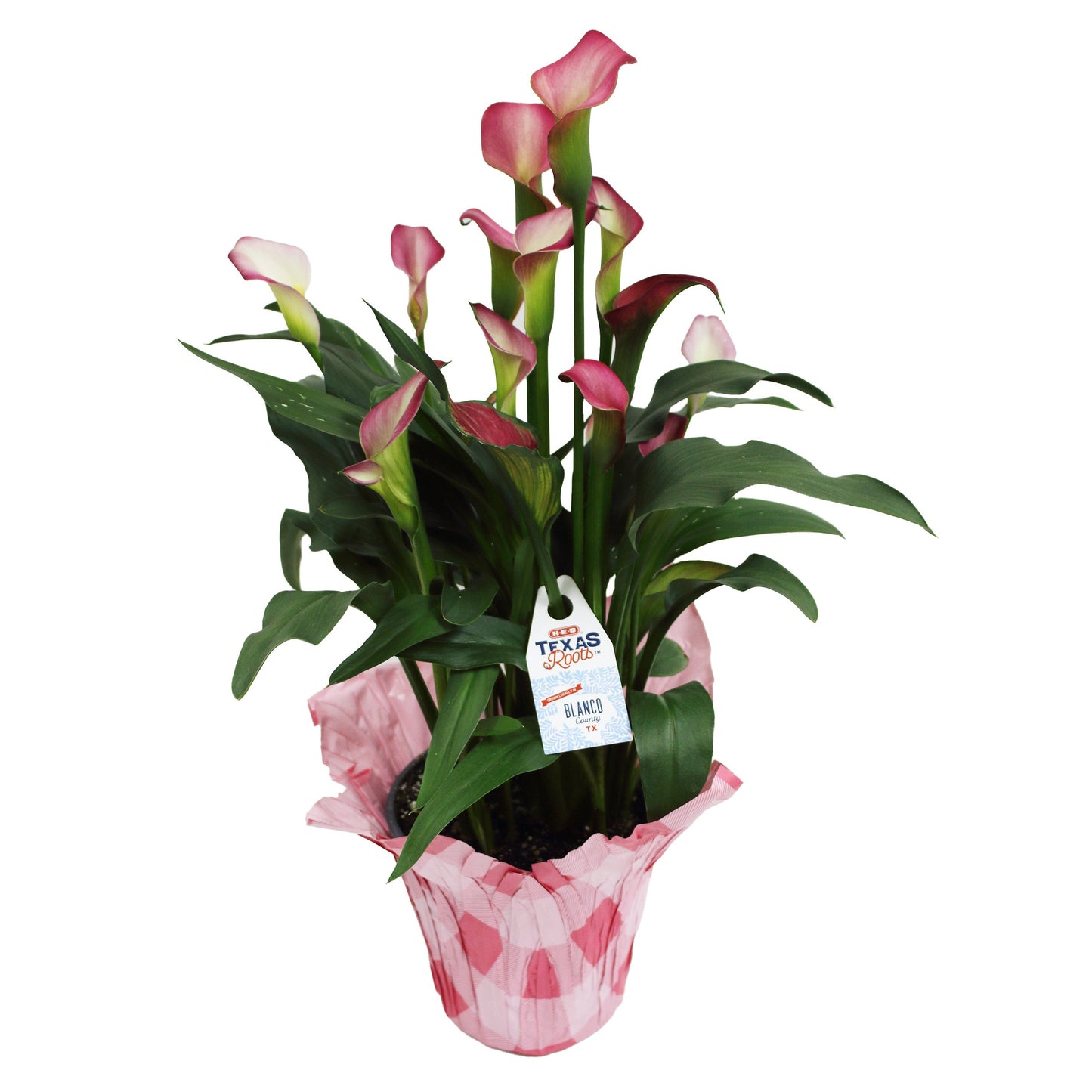 H-E-B Texas Roots 6" Calla Lily