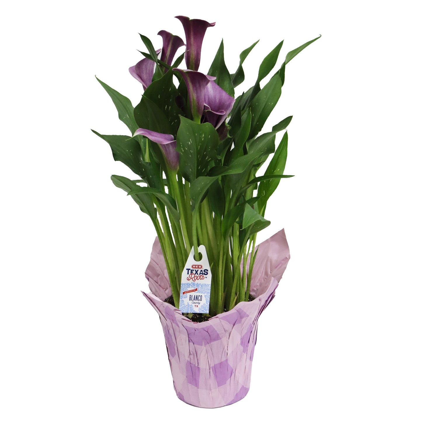 H-E-B Texas Roots 6" Calla Lily