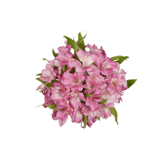 BLOOMS by H-E-B Assorted Alstroemeria