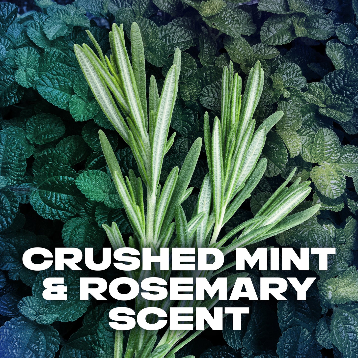 AXE Phoenix Body Wash - Crushed Mint & Rosemary