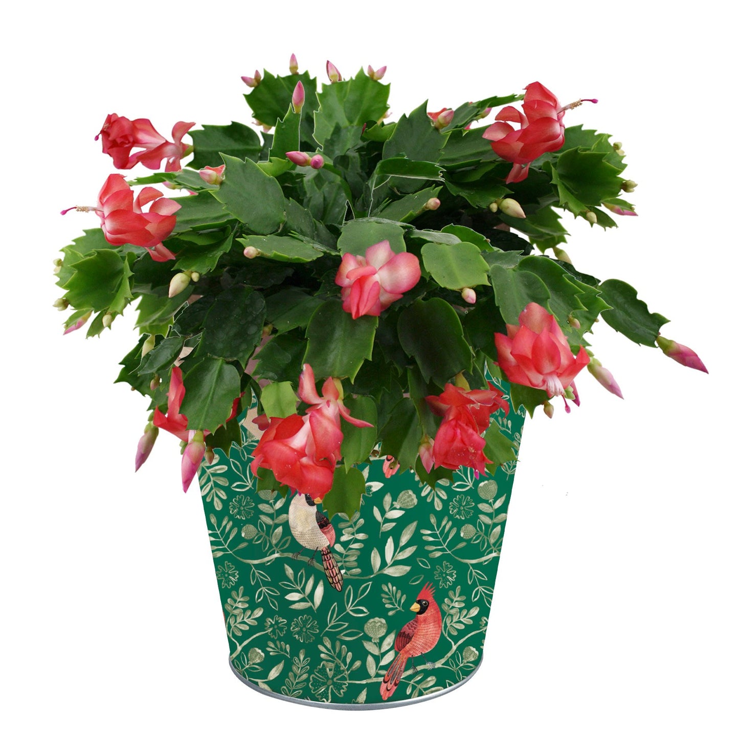 BLOOMS by H-E-B 6" Christmas Cactus