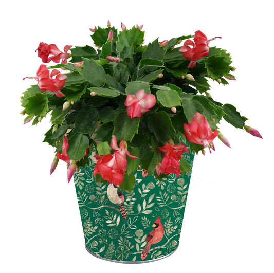BLOOMS by H-E-B 6" Christmas Cactus
