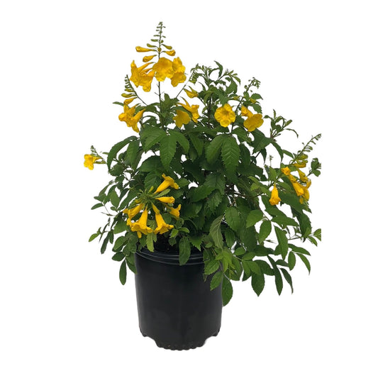 Greenleaf Nursery Gold Star Esperanza