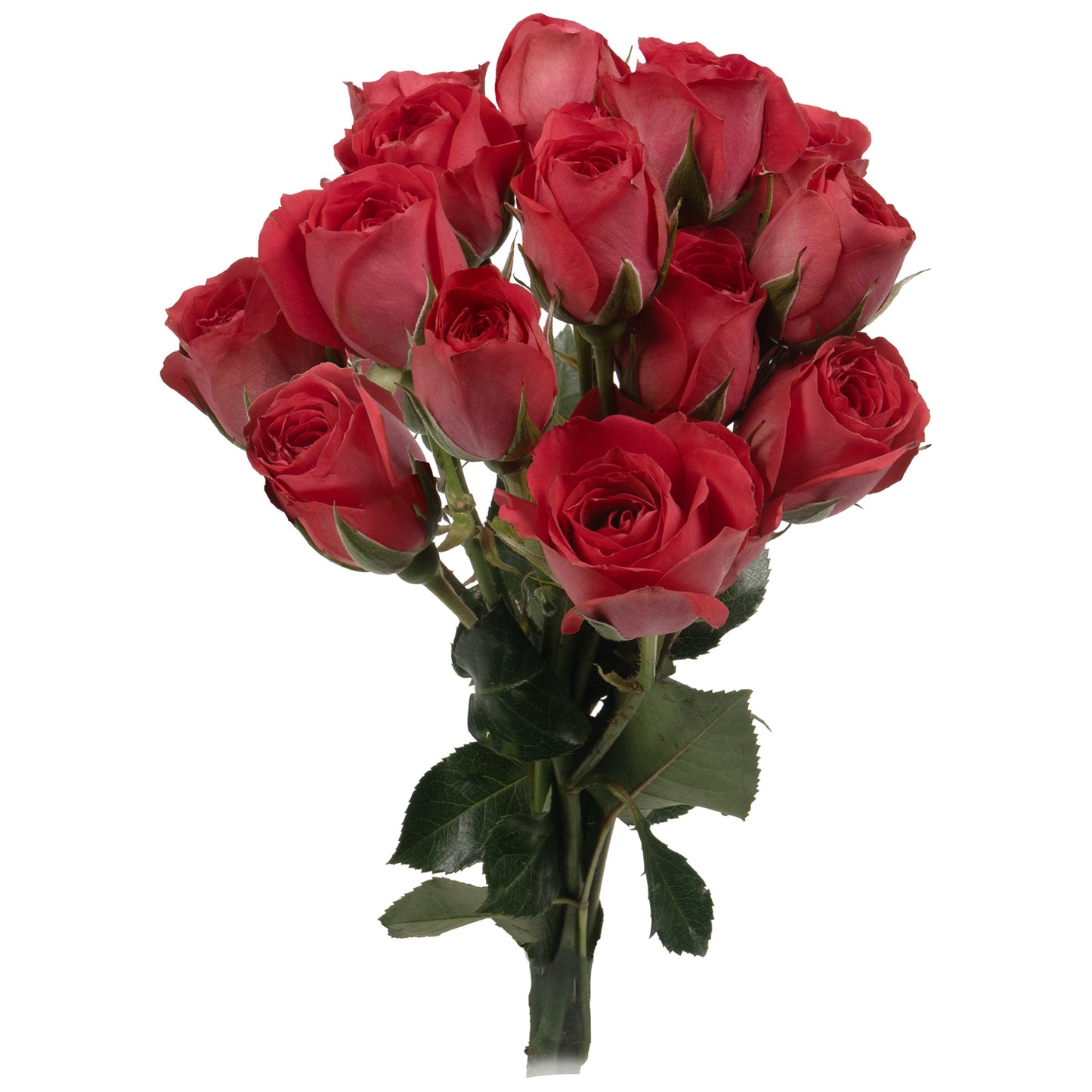BLOOMS by H-E-B 3 Stems Spray Roses - Assorted Colors