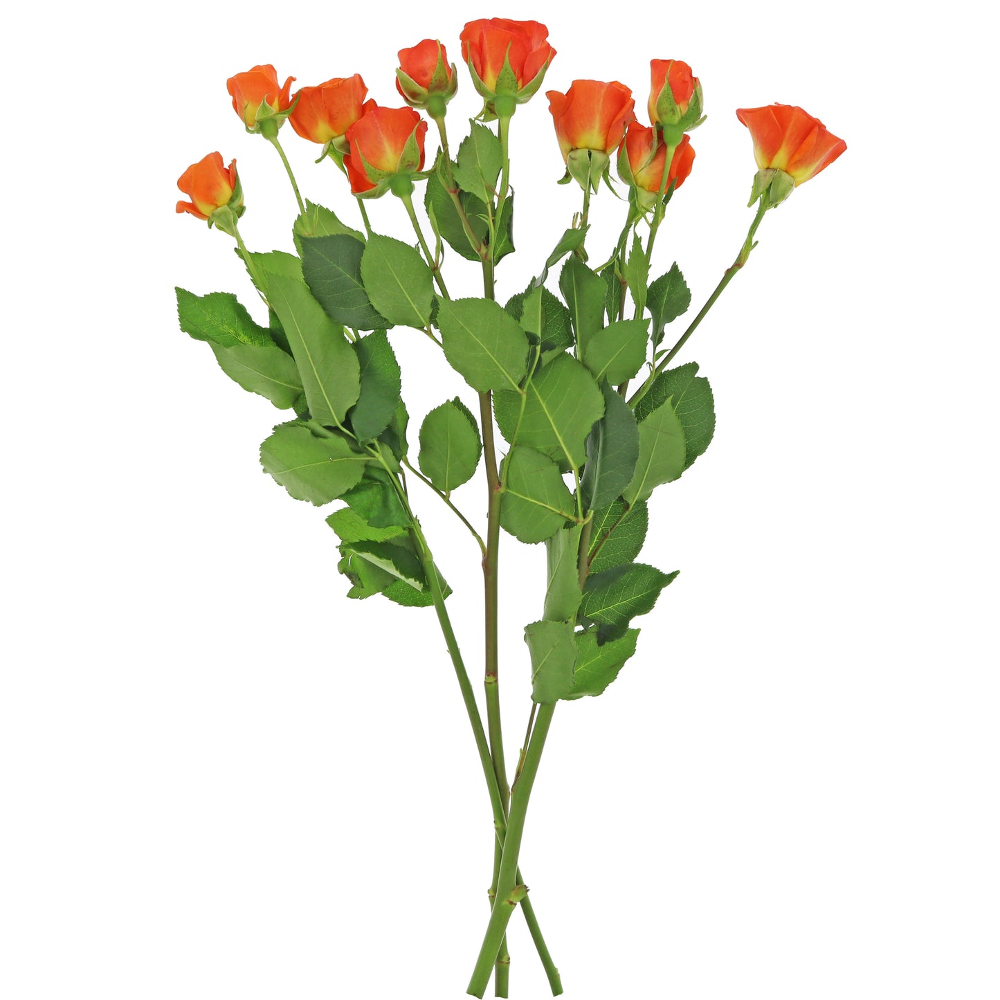 BLOOMS by H-E-B 3 Stems Spray Roses - Assorted Colors