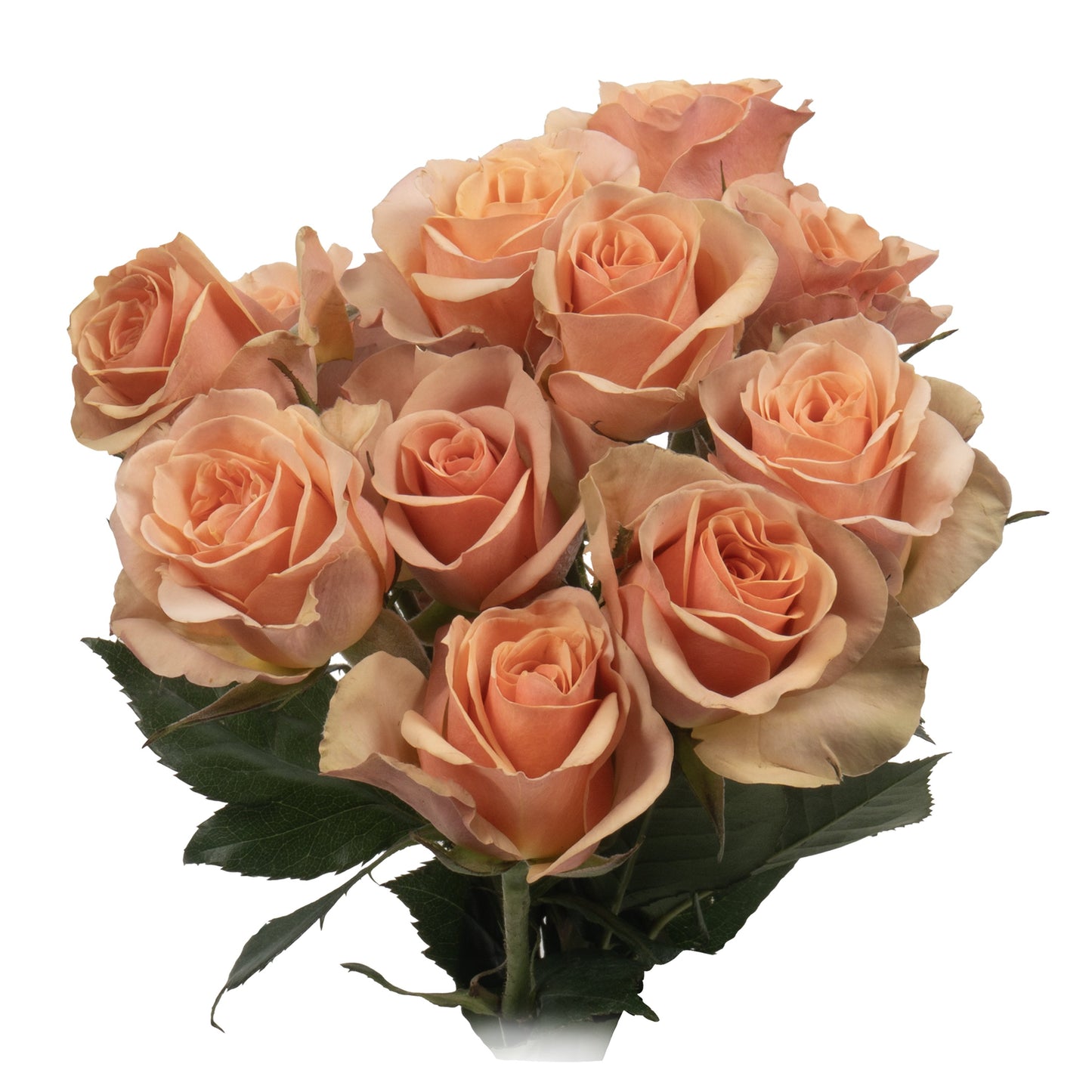 BLOOMS by H-E-B 3 Stems Spray Roses - Assorted Colors