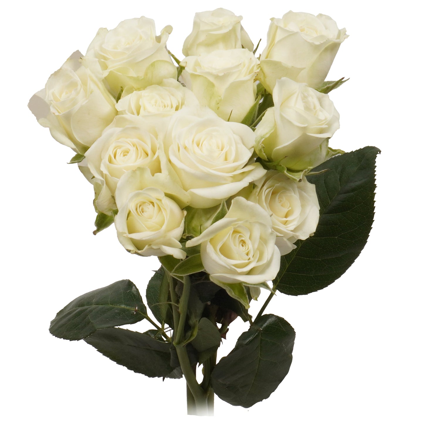 BLOOMS by H-E-B 3 Stems Spray Roses - Assorted Colors