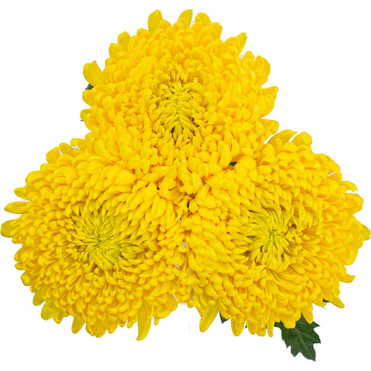 BLOOMS by H-E-B Assorted 3 Stem Spiders & Cremones