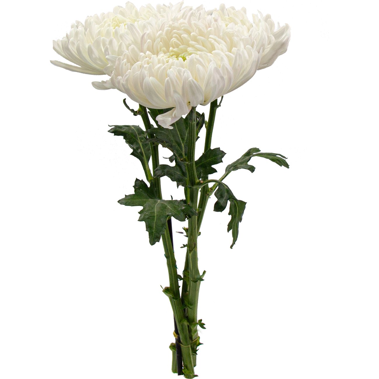 BLOOMS by H-E-B Assorted 3 Stem Spiders & Cremones