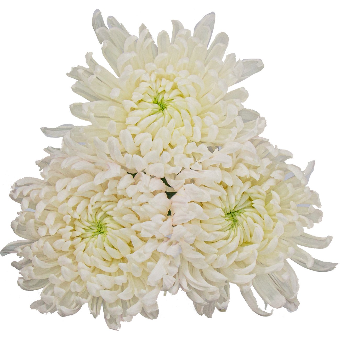 BLOOMS by H-E-B Assorted 3 Stem Spiders & Cremones