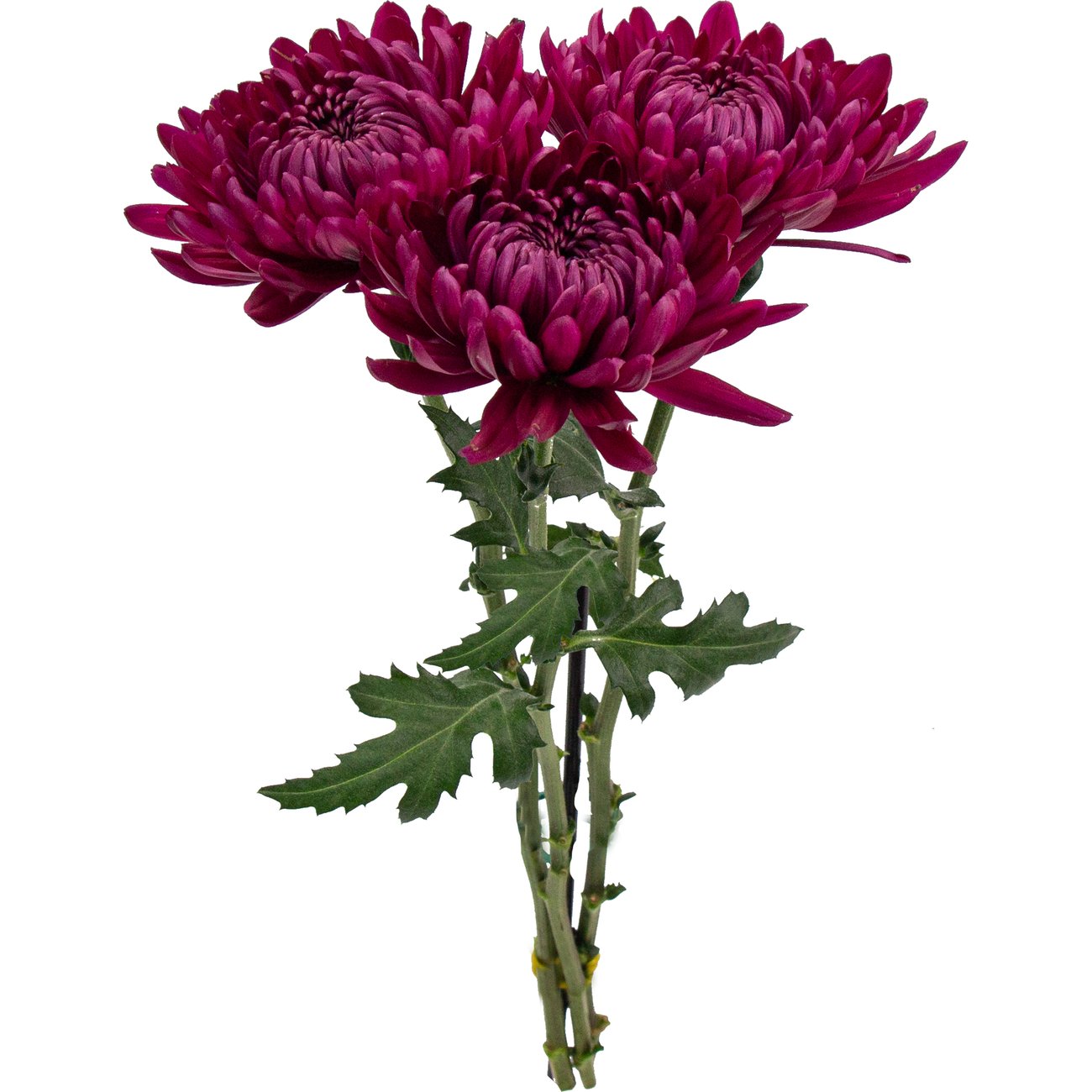 BLOOMS by H-E-B Assorted 3 Stem Spiders & Cremones