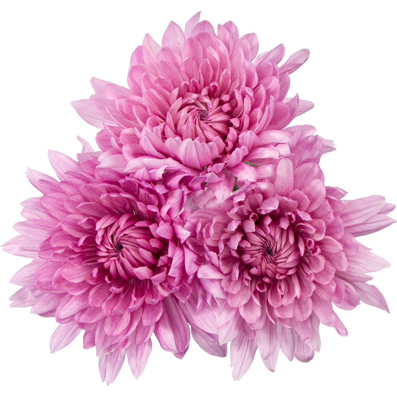 BLOOMS by H-E-B Assorted 3 Stem Spiders & Cremones