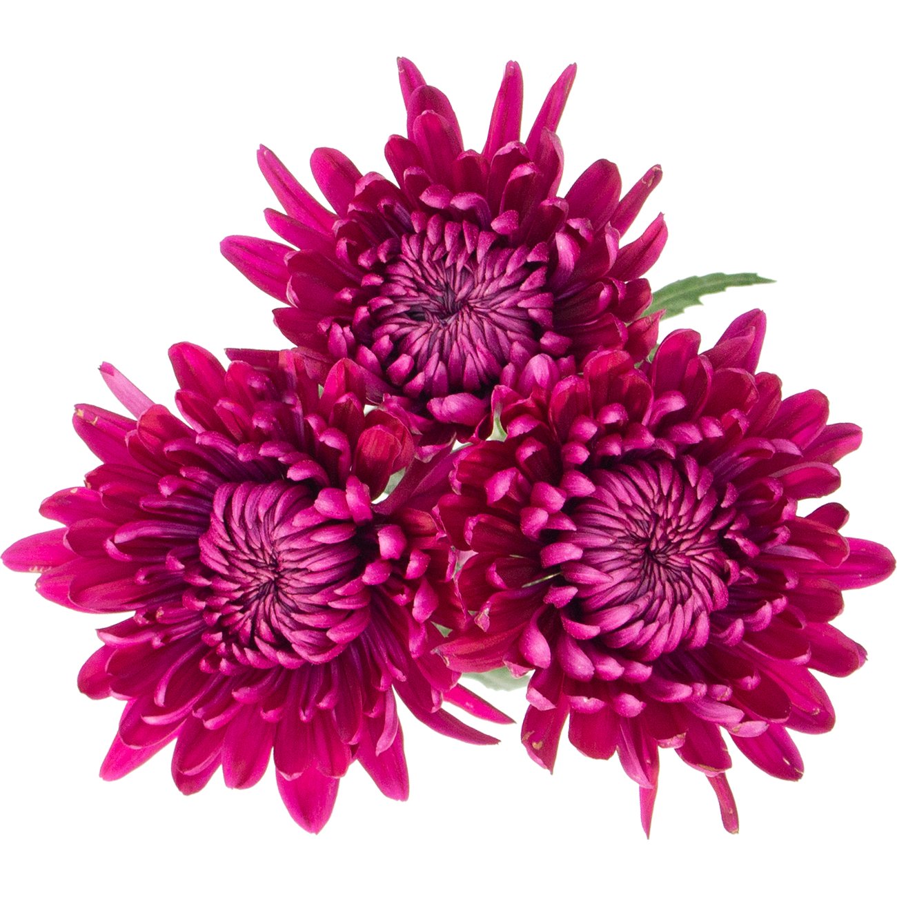 BLOOMS by H-E-B Assorted 3 Stem Spiders & Cremones