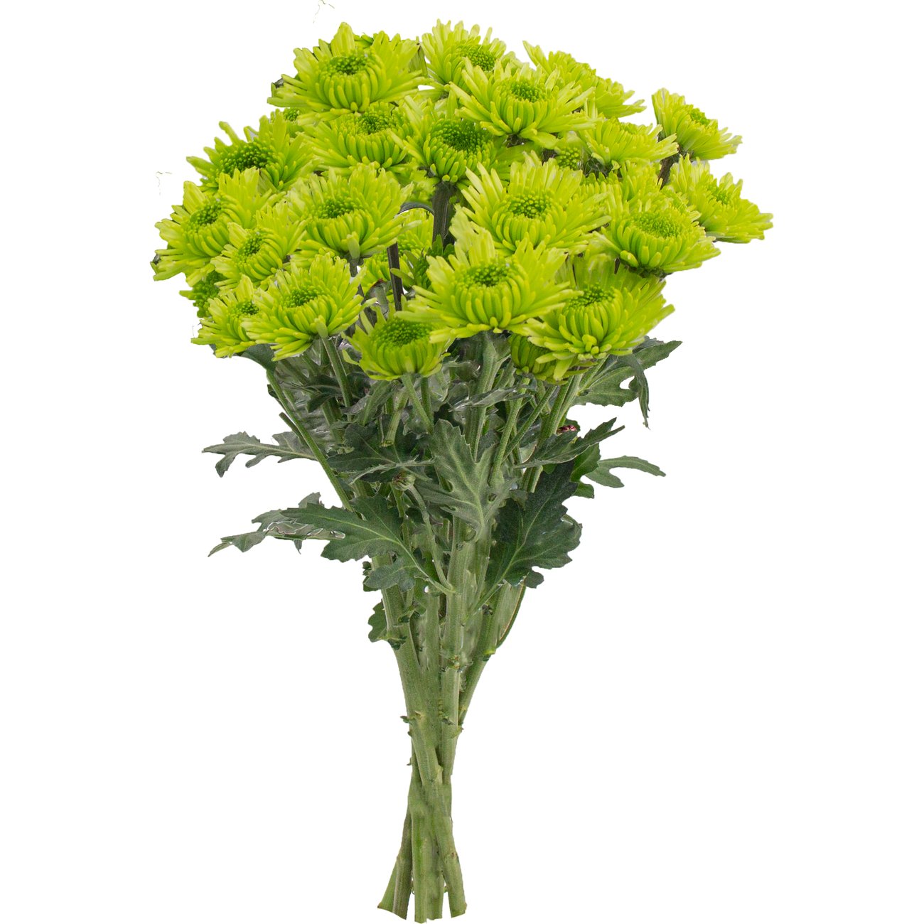 BLOOMS by H-E-B 4 Stem Assorted Poms
