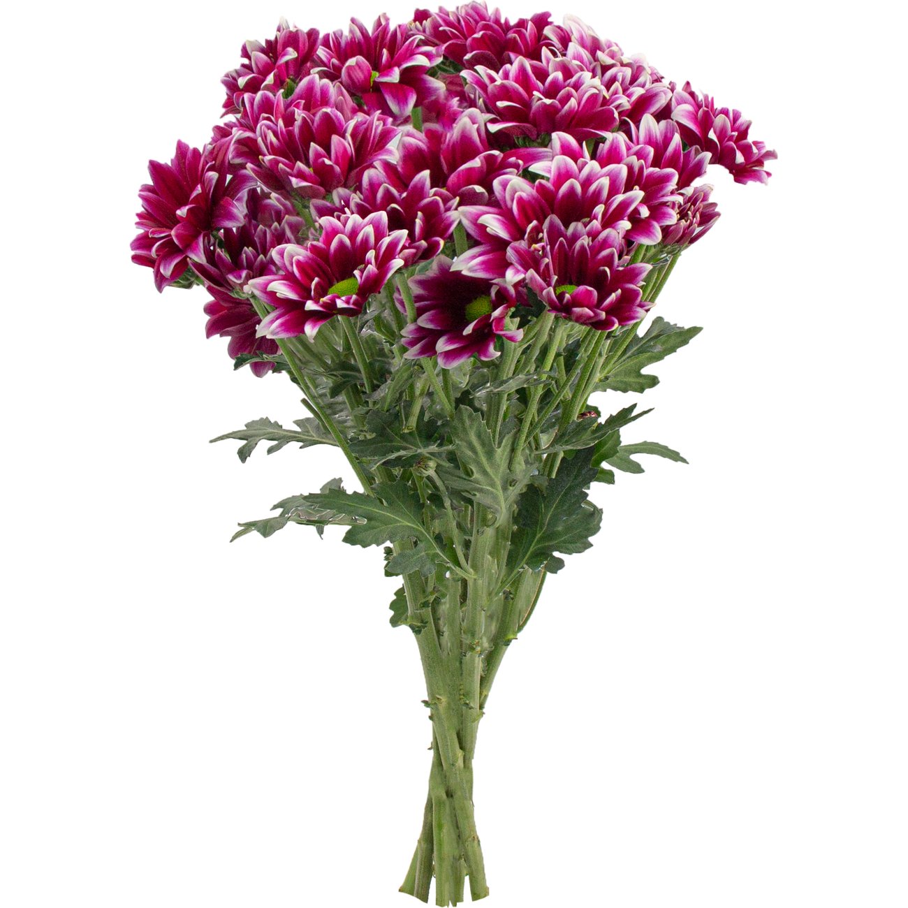 BLOOMS by H-E-B 4 Stem Assorted Poms