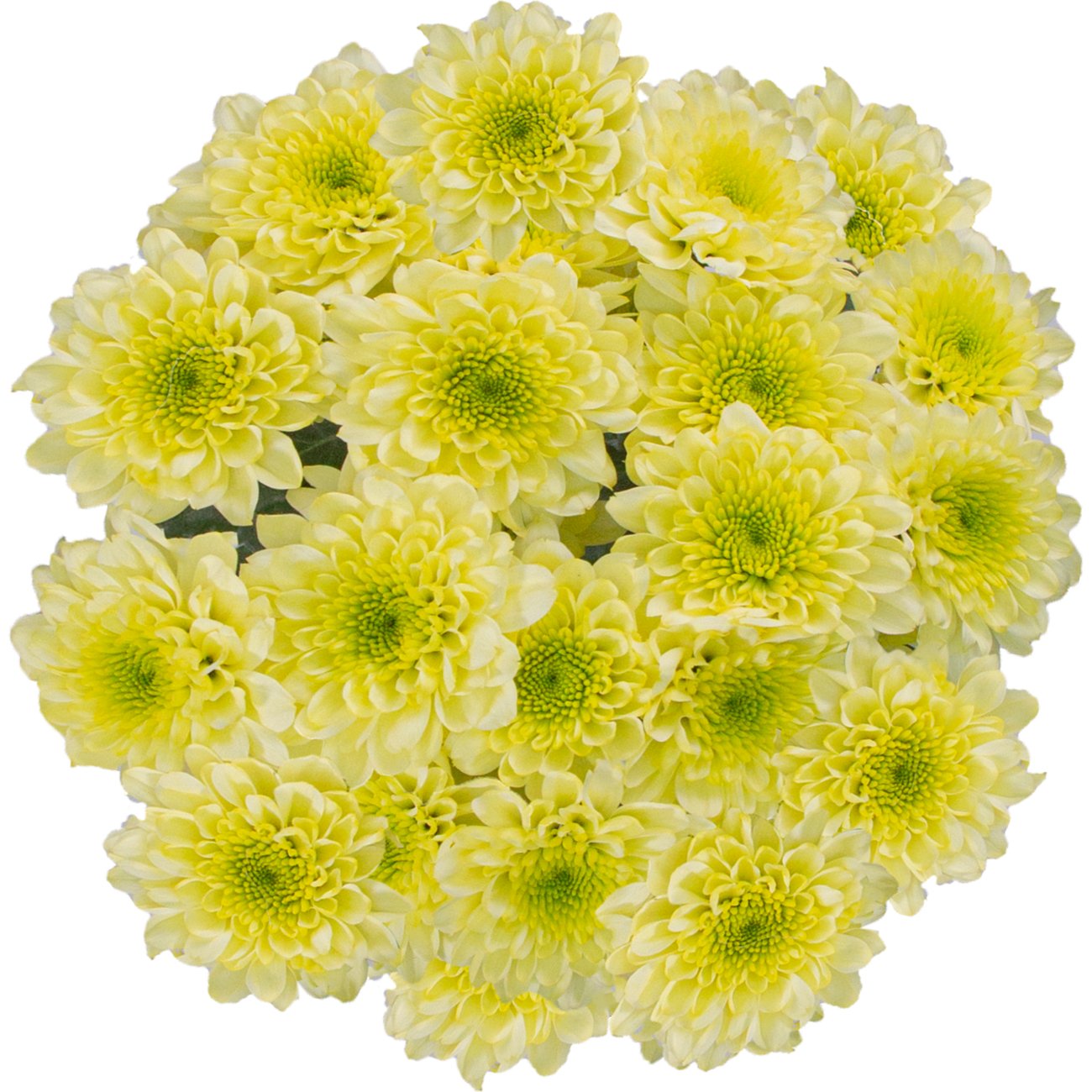 BLOOMS by H-E-B 4 Stem Assorted Poms