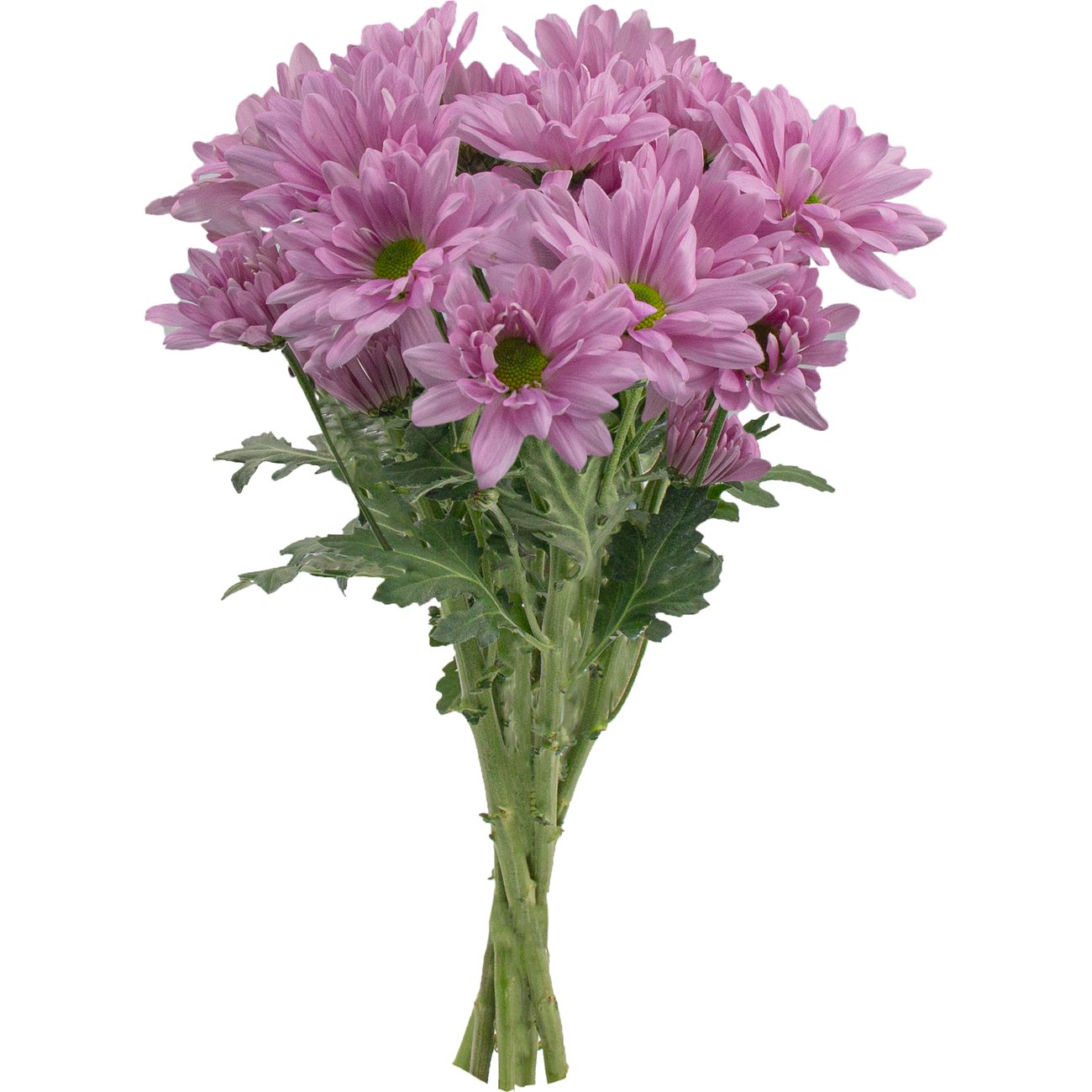 BLOOMS by H-E-B 4 Stem Assorted Poms
