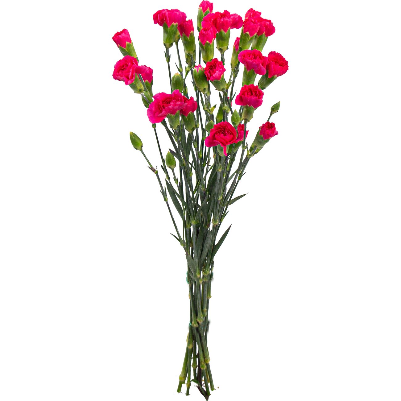 BLOOMS by H-E-B Assorted 6-Stem Mini Carnations