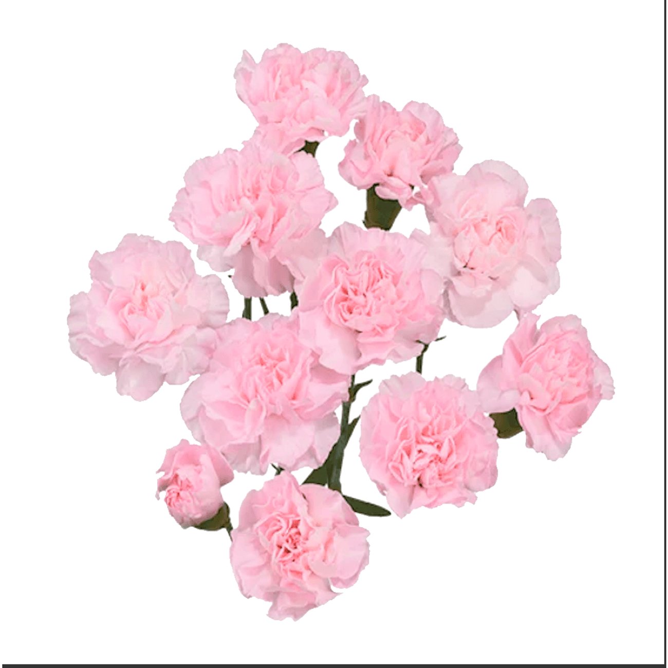 BLOOMS by H-E-B Assorted 6-Stem Mini Carnations
