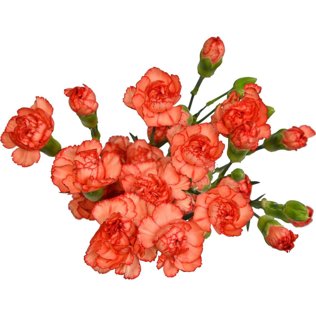 BLOOMS by H-E-B Assorted 6-Stem Mini Carnations