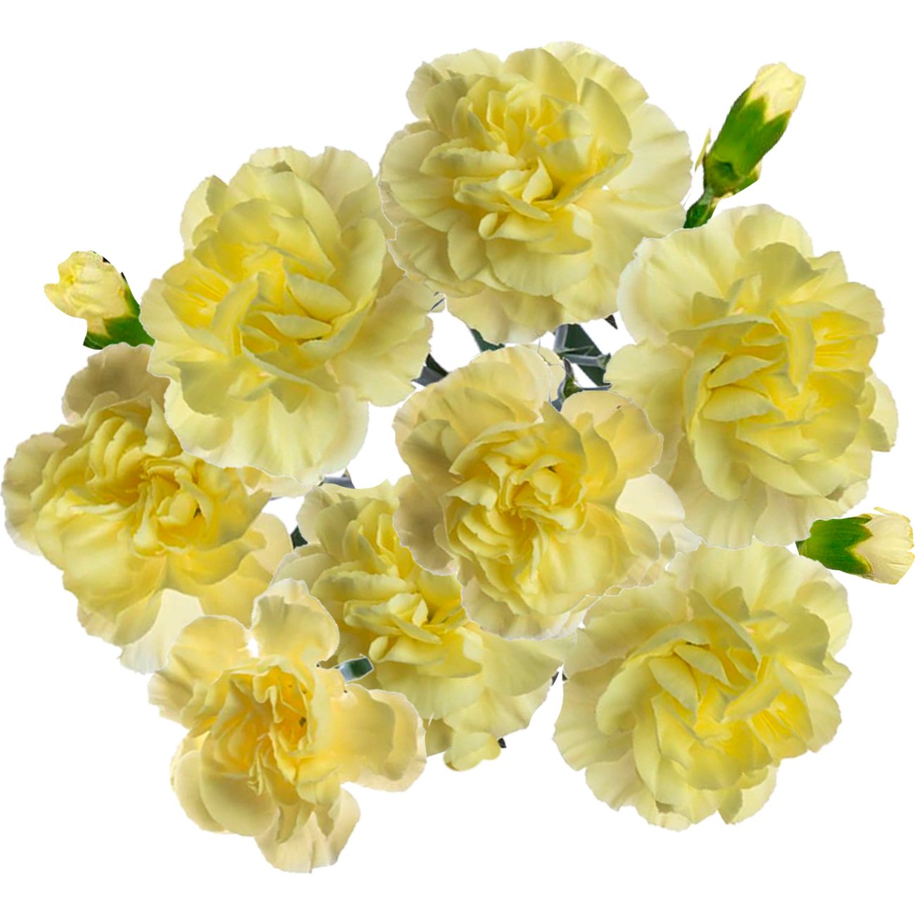 BLOOMS by H-E-B Assorted 6-Stem Mini Carnations