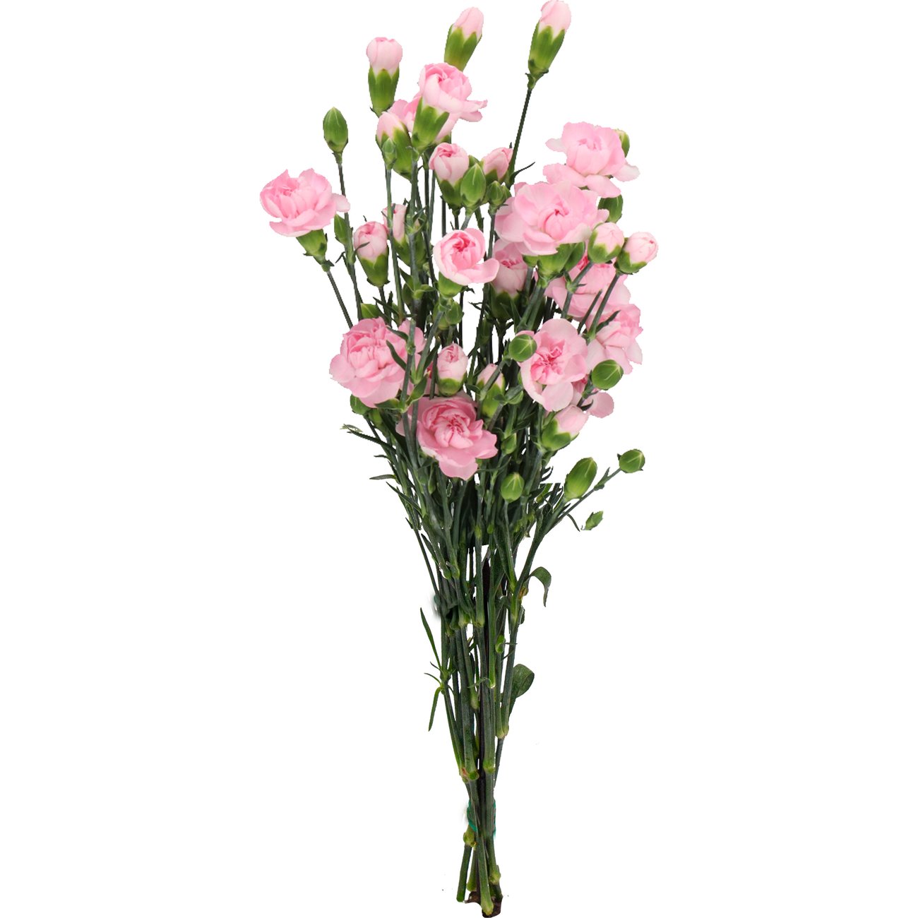 BLOOMS by H-E-B Assorted 6-Stem Mini Carnations
