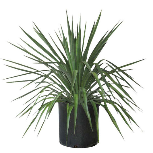 Greenleaf Nursery Pendula Yucca