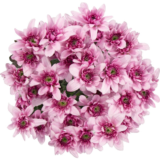 BLOOMS by H-E-B Assorted Red or Blue Poms