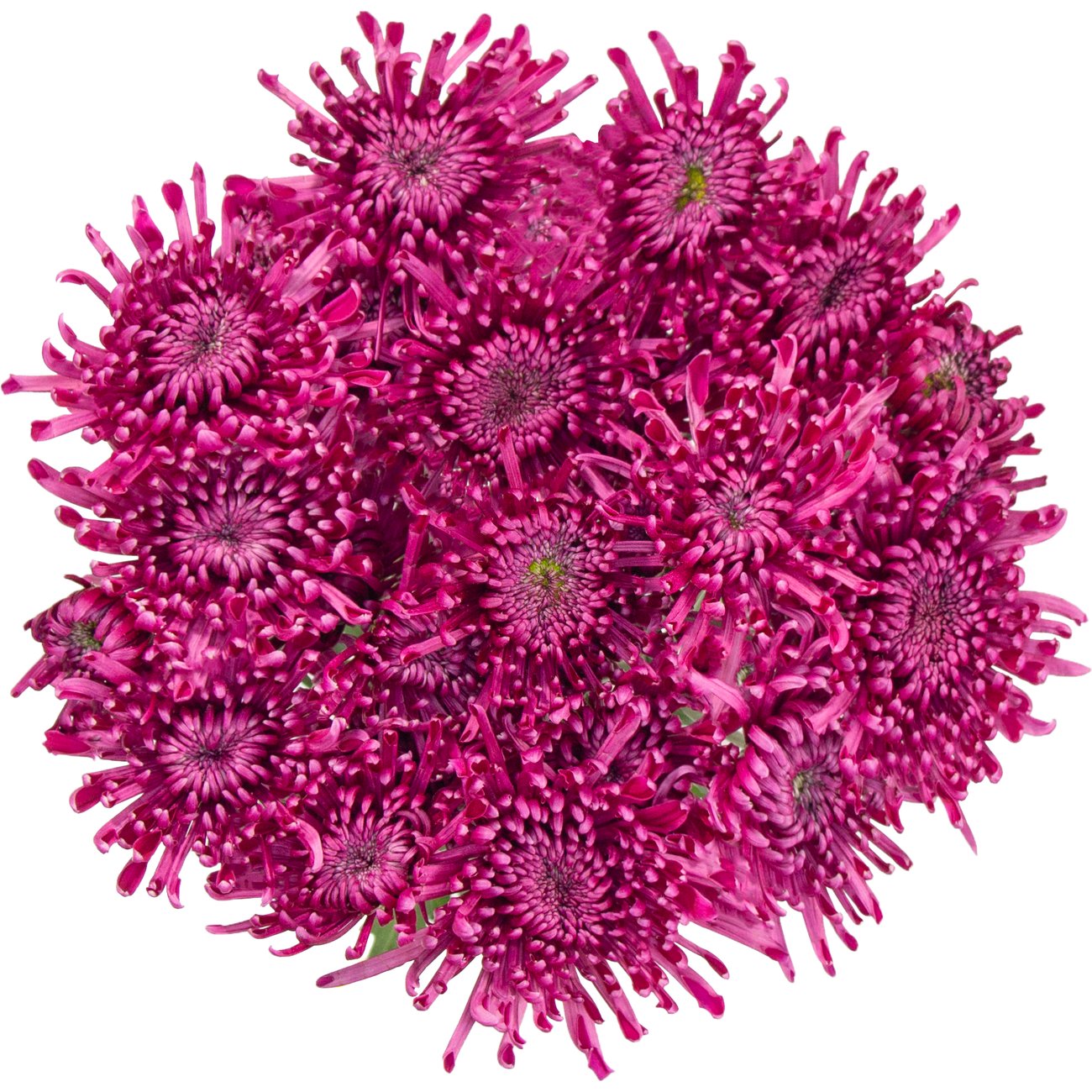 BLOOMS by H-E-B Assorted Red or Blue Poms