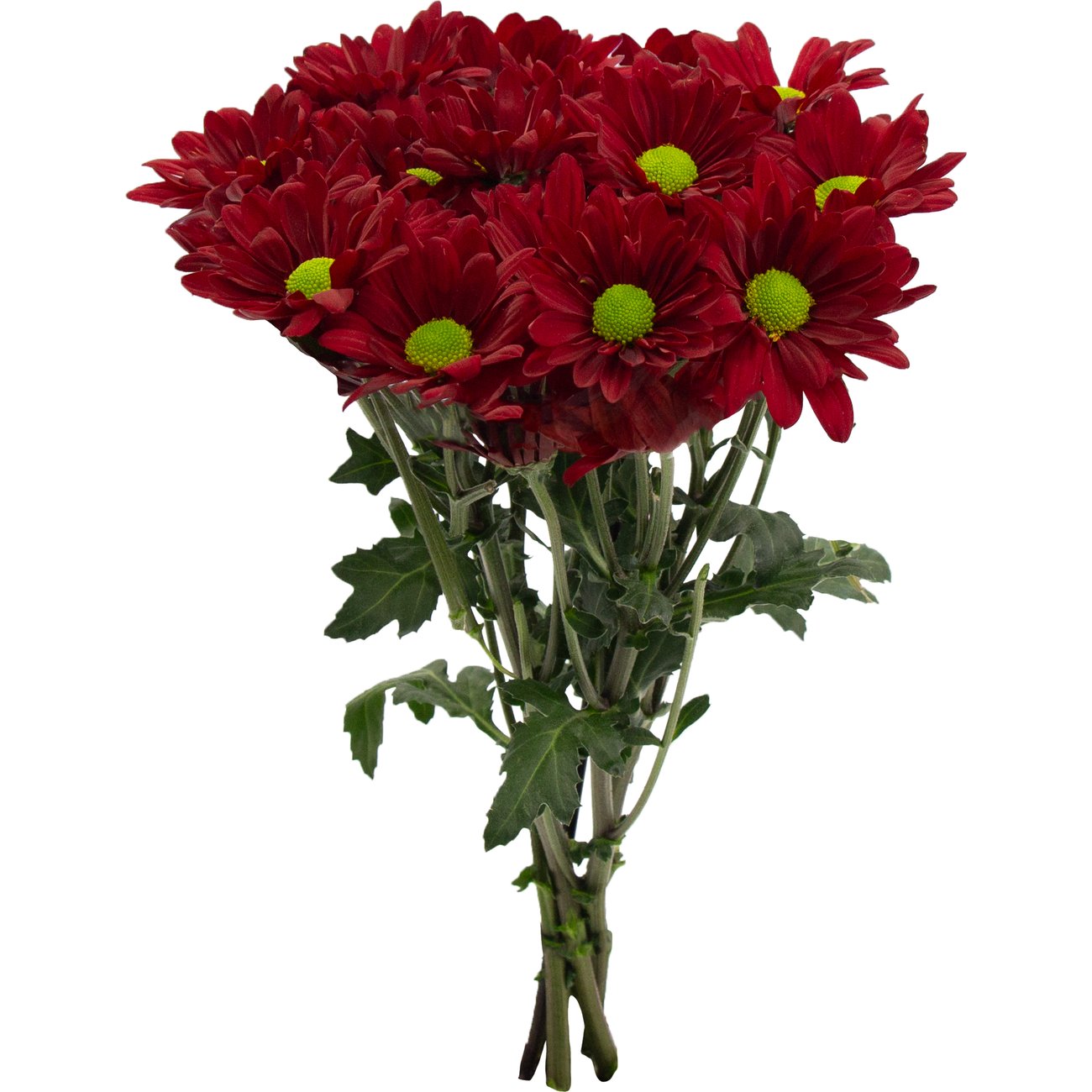BLOOMS by H-E-B Assorted Red or Blue Poms