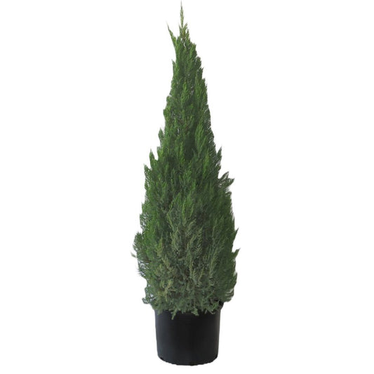 Greenleaf Nursery Blue Point Juniper