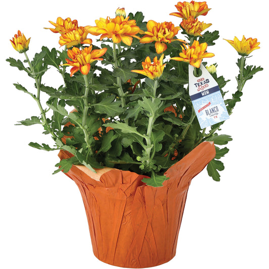 BLOOMS by H-E-B Texas Roots Potted Pelee Mum