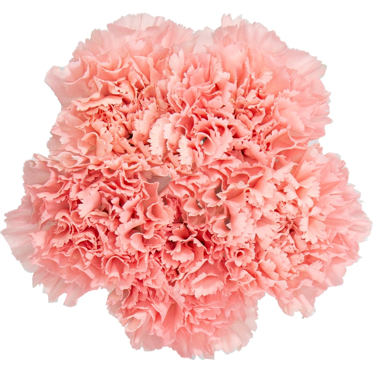 BLOOMS by H-E-B Assorted 5 Stem Carnations