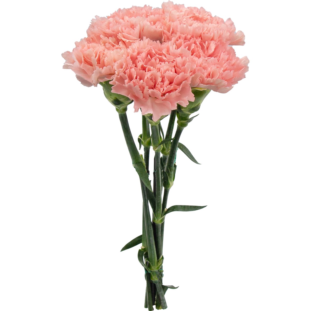 BLOOMS by H-E-B Assorted 5 Stem Carnations