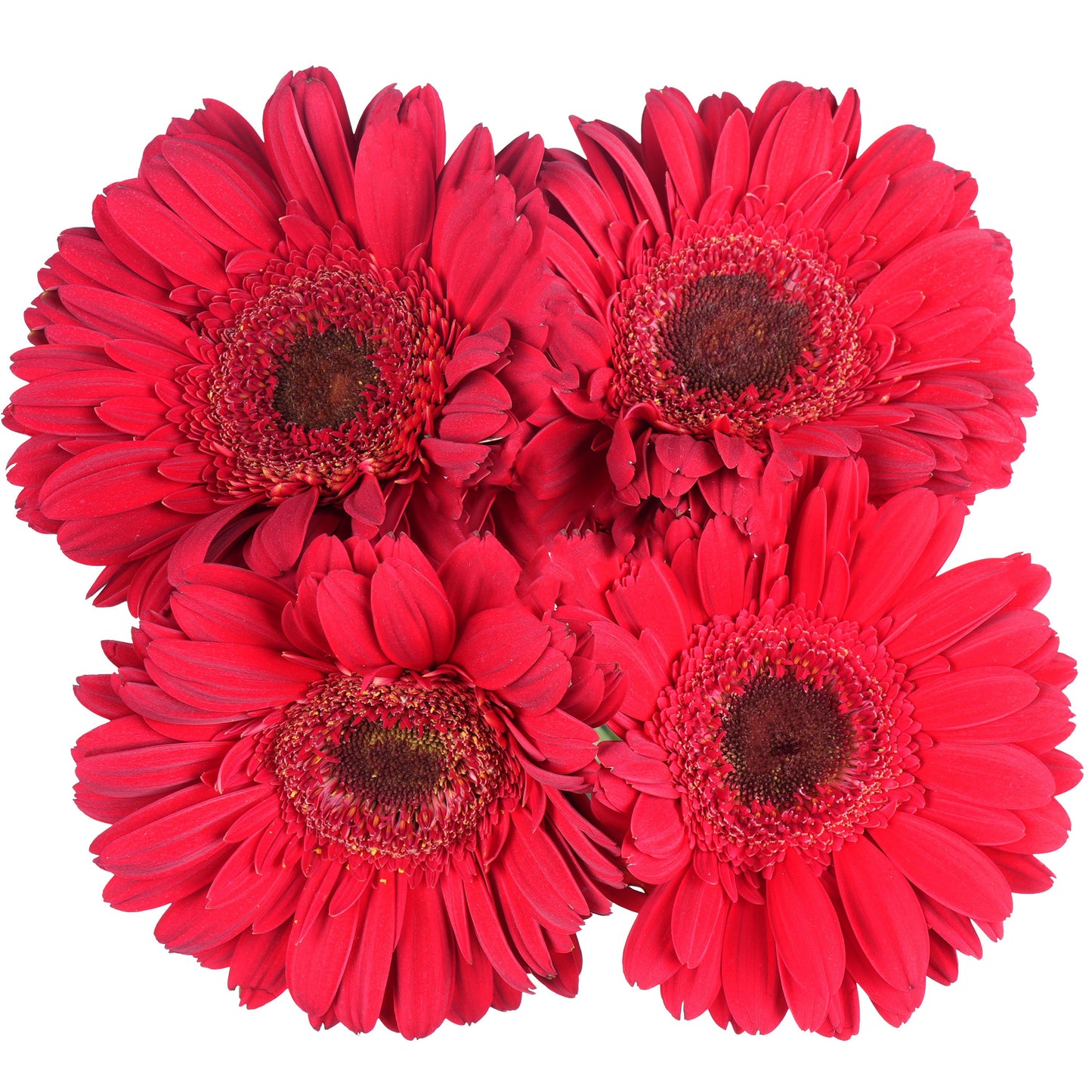 BLOOMS by H-E-B 4 Stems Assorted Gerbera