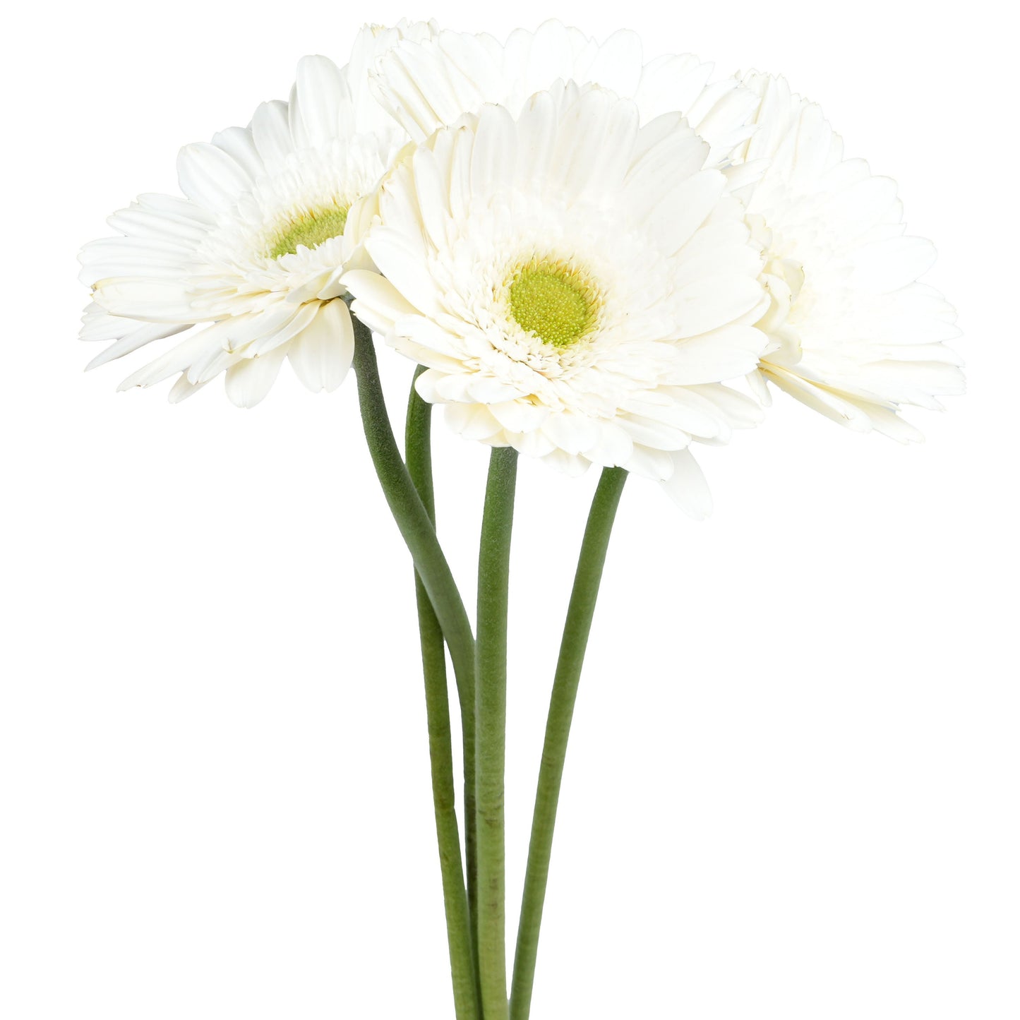 BLOOMS by H-E-B 4 Stems Assorted Gerbera