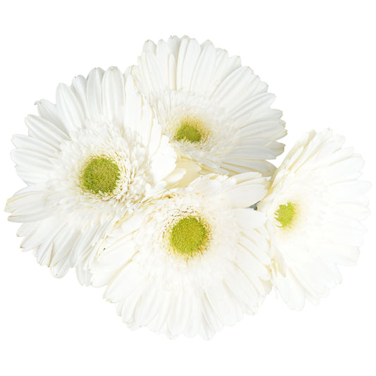 BLOOMS by H-E-B 4 Stems Assorted Gerbera
