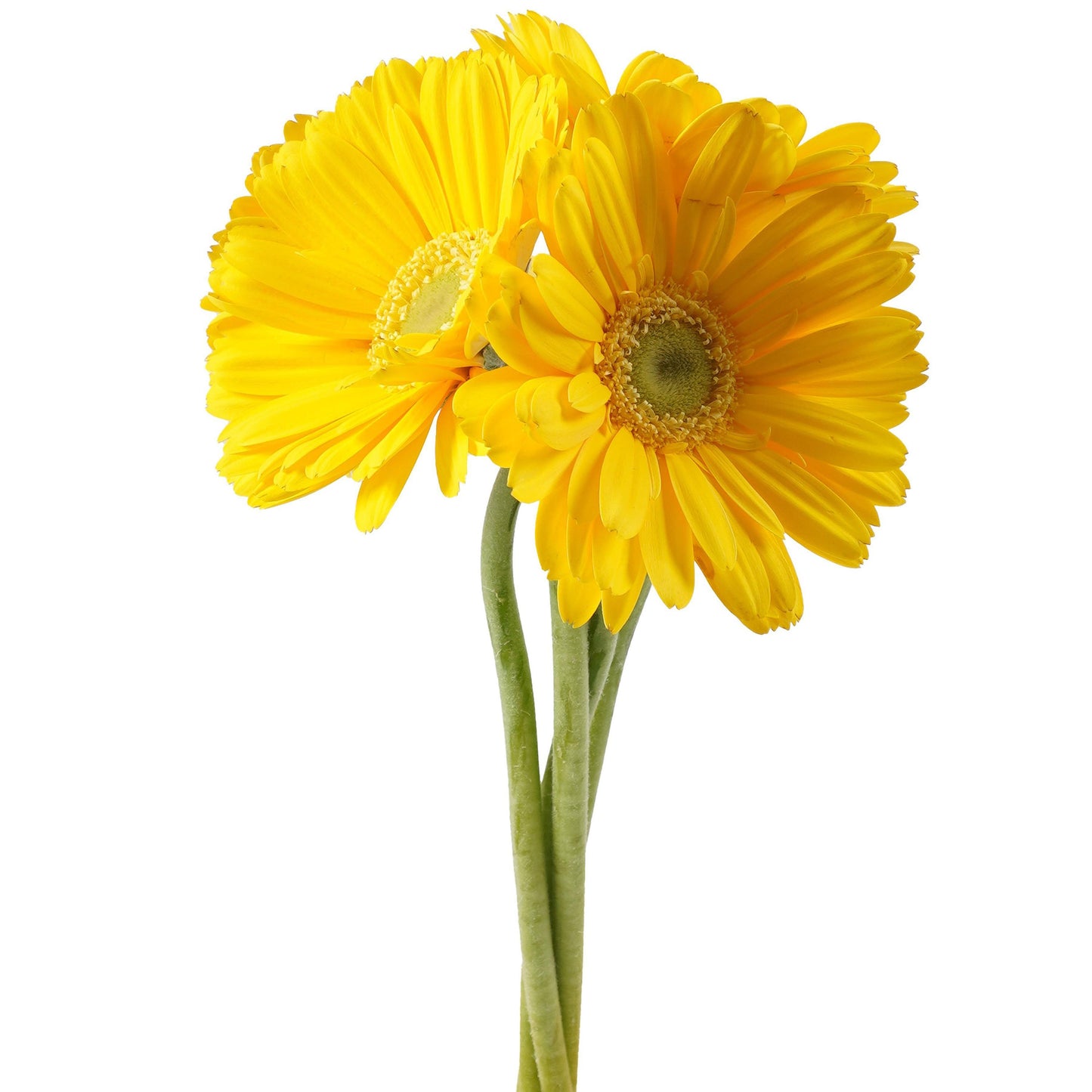 BLOOMS by H-E-B 4 Stems Assorted Gerbera