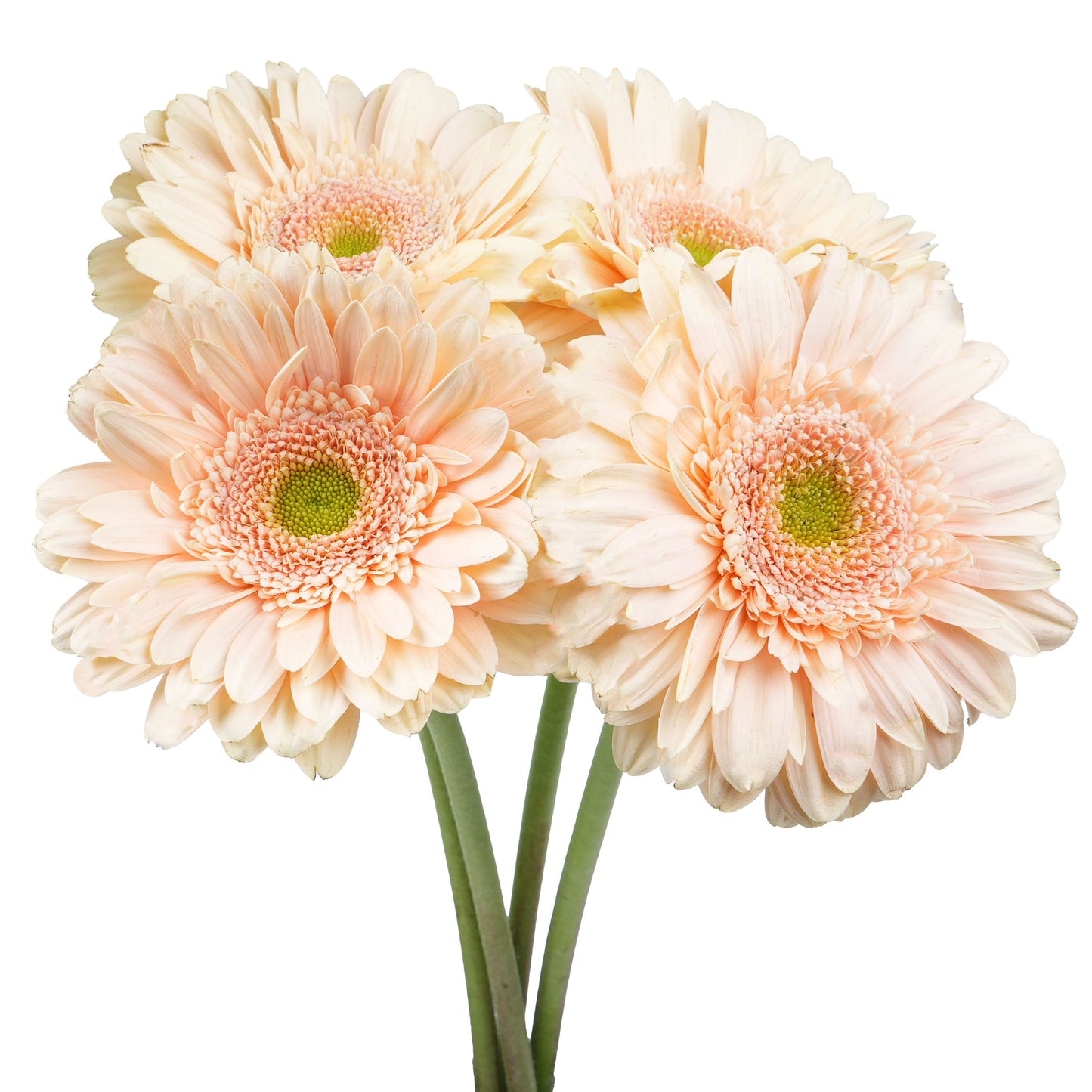 BLOOMS by H-E-B 4 Stems Assorted Gerbera