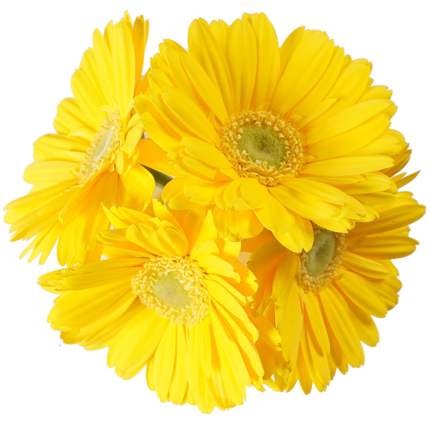 BLOOMS by H-E-B 4 Stems Assorted Gerbera