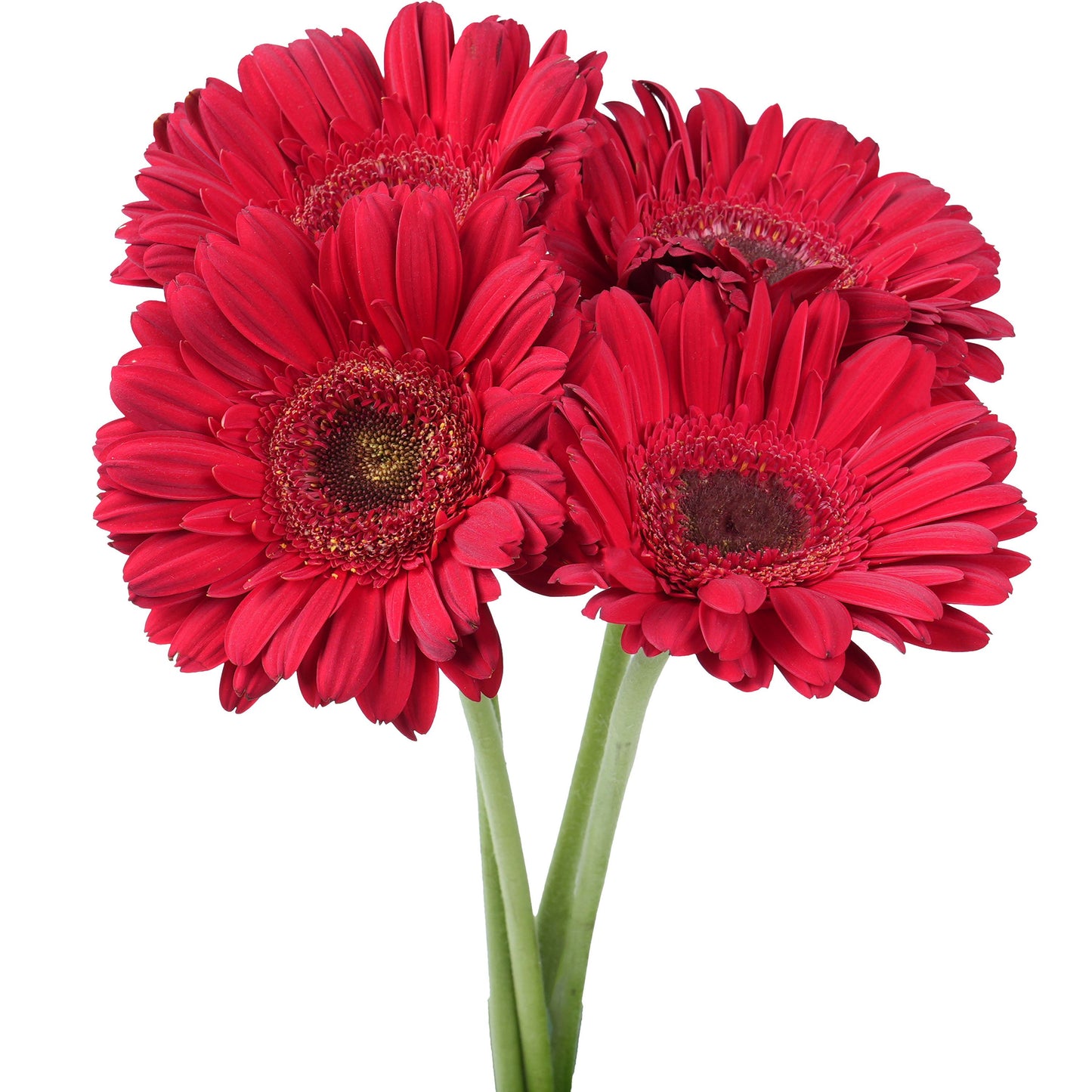 BLOOMS by H-E-B 4 Stems Assorted Gerbera