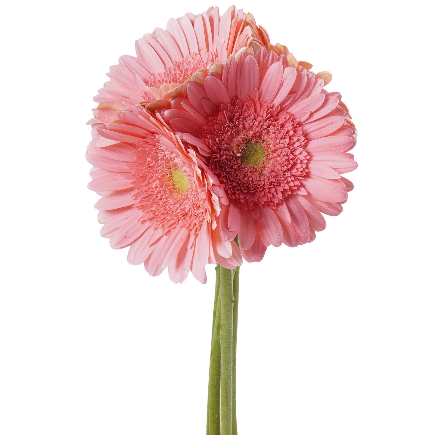 BLOOMS by H-E-B 4 Stems Assorted Gerbera