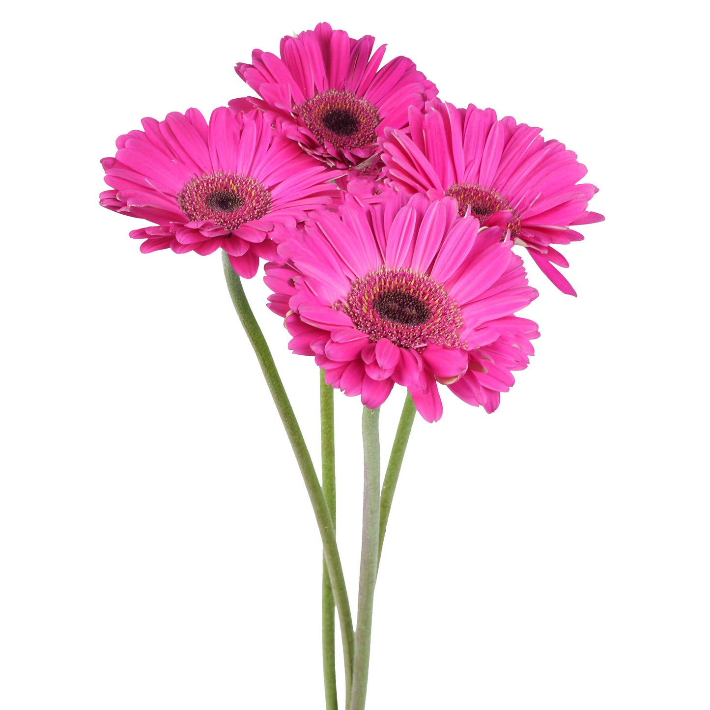 BLOOMS by H-E-B 4 Stems Assorted Gerbera