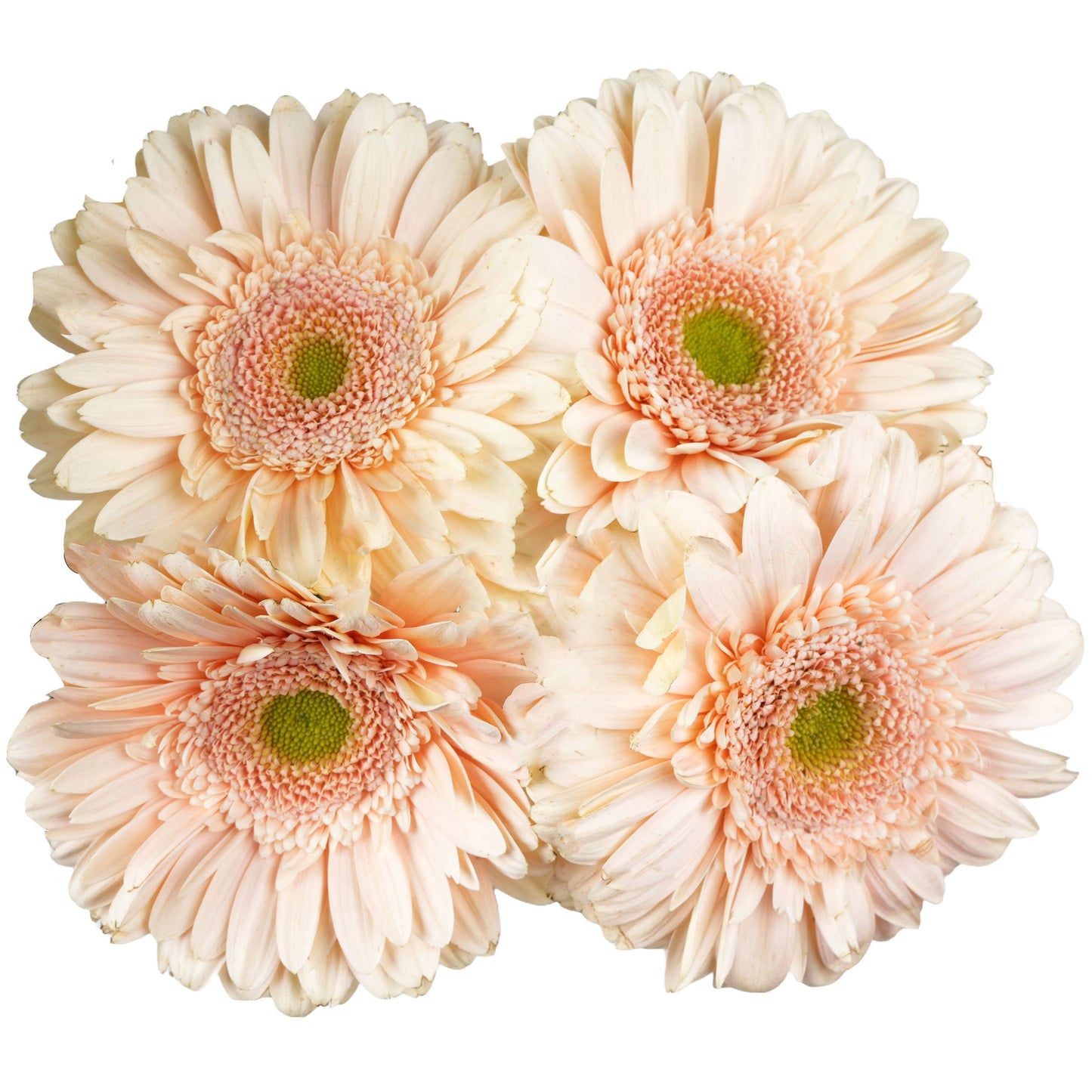 BLOOMS by H-E-B 4 Stems Assorted Gerbera