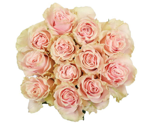 BLOOMS by H-E-B Dozen Pink Roses