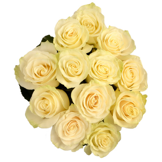 BLOOMS by H-E-B Dozen White Roses