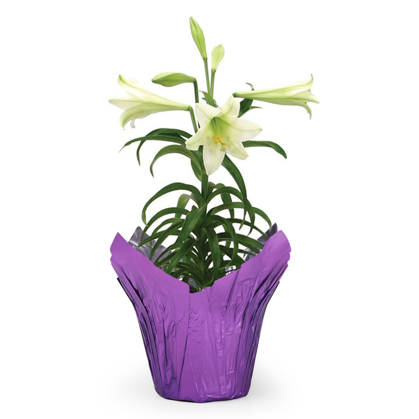 BLOOMS by H-E-B Easter Lily Flowering Plant
