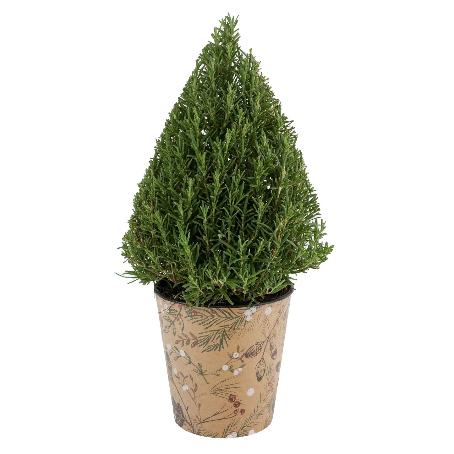 BLOOMS by H-E-B Rosemary Venti Tree